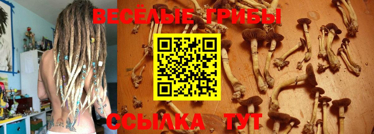 Псилоцибиновые грибы Cubensis Красноуфимск